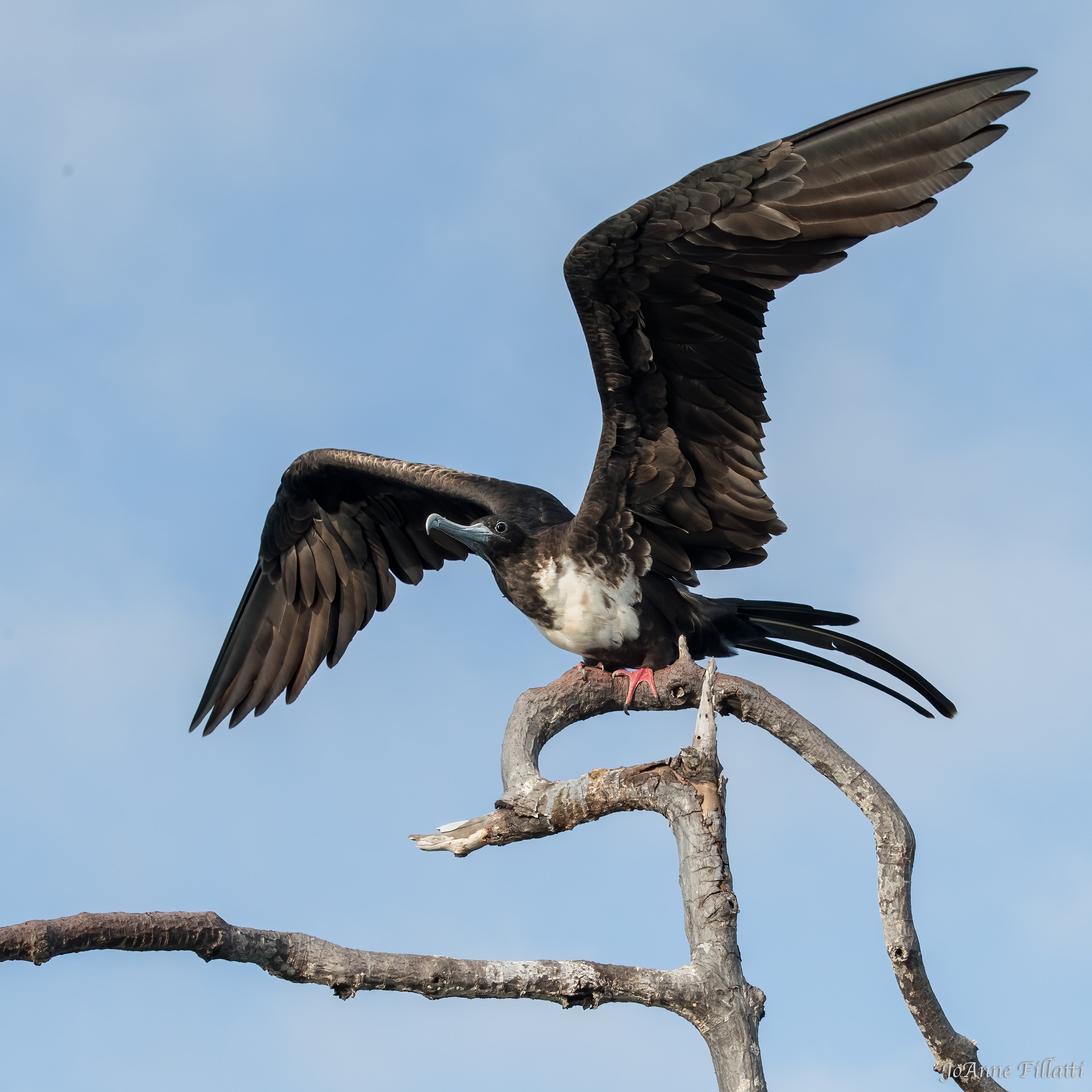 bird of galapagos image 11